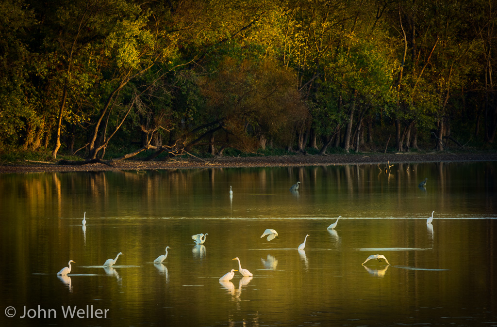Egrets and herons congregate to fish at the Oxbow Nature Conservatory.