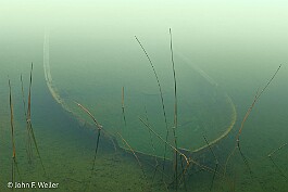 Sunken Boat null