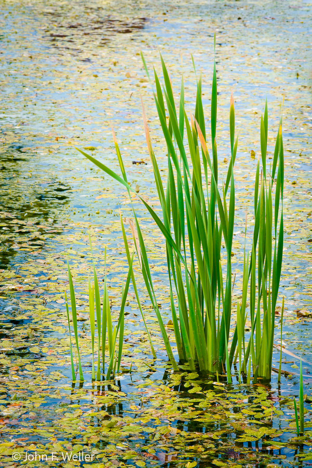 At Water's Edge