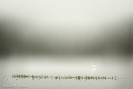 Egret in Fog null