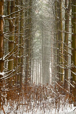 Evergreens in Snow null