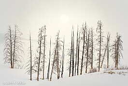 Yellowstone in Winter #6 null