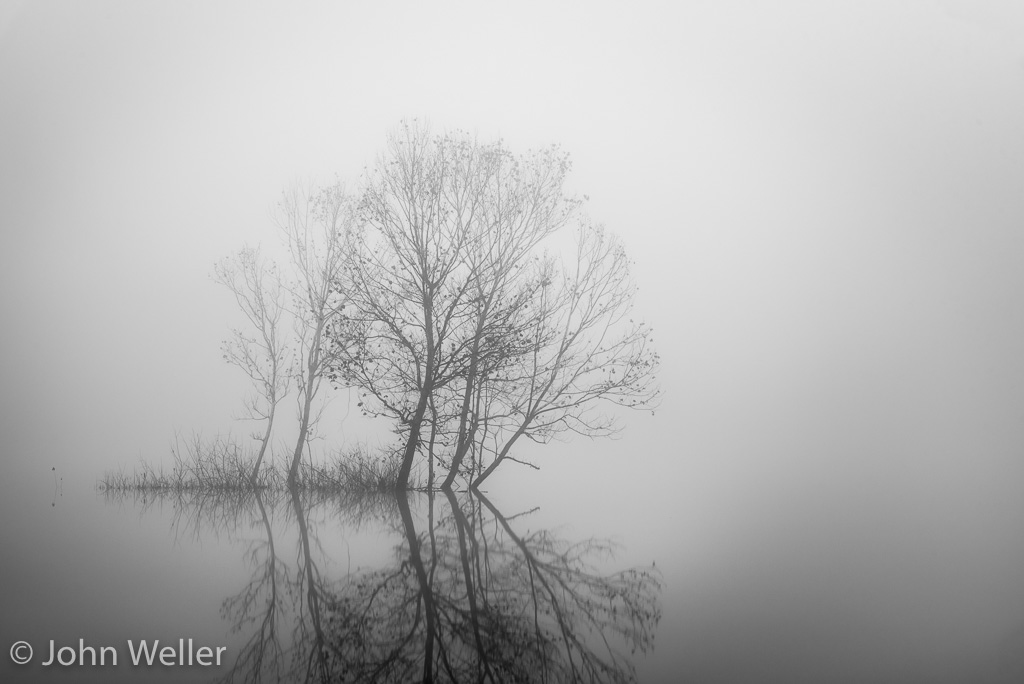 Stand of Sycamore trees on a foggy morning at the Oxbow Nature Conservancy.