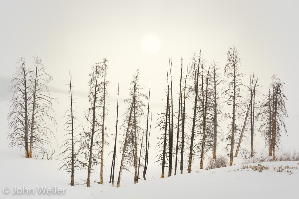 Fog shrouds Lamar Valley in Yellowstone National Park.