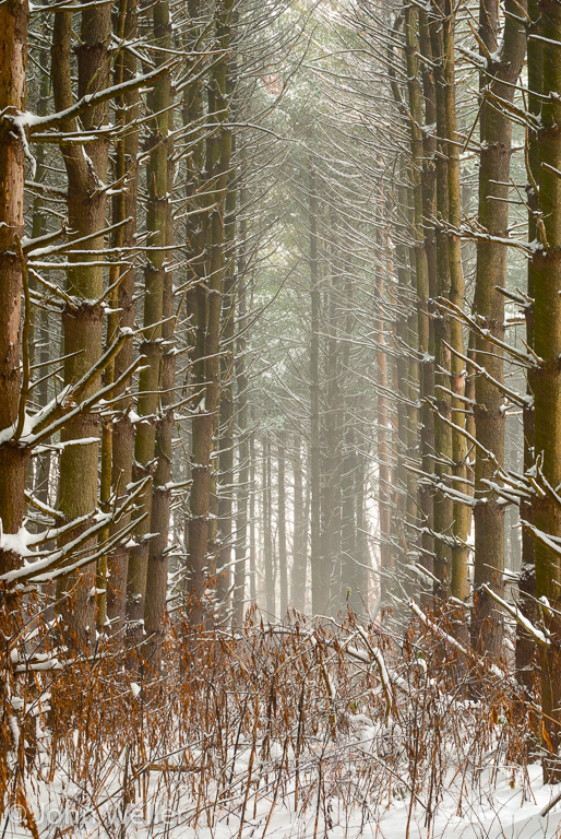 Evergreen trees after recent snow fall in blowing snow.