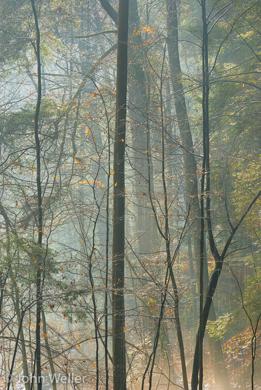 Trees in fog at Ash Cave, Hocking Hills State Park.