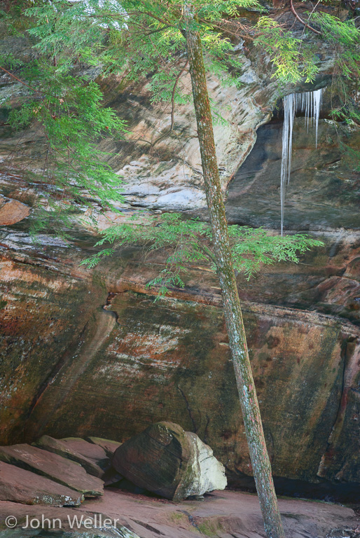 Tree growing in Hocking Hills State Park.