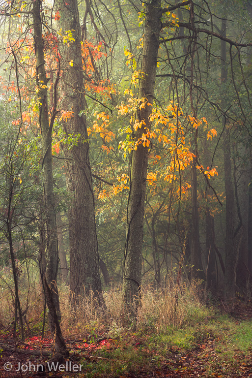 Initial signs of fall on a foggy morning.