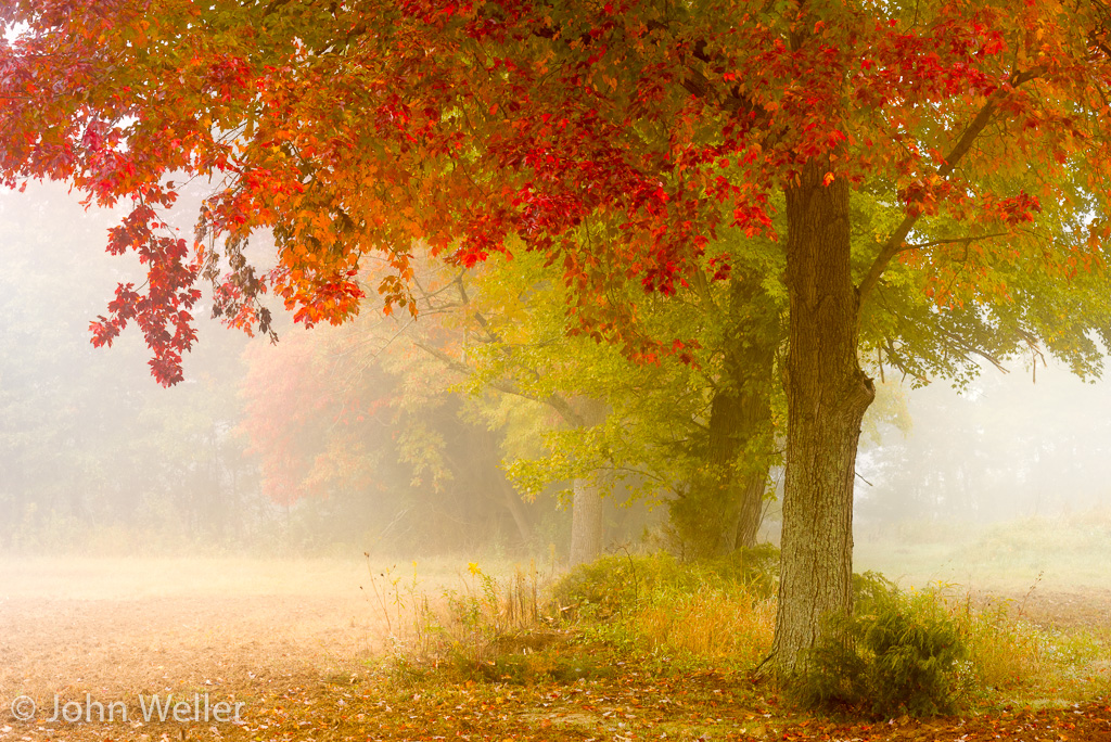 Row of trees between haversted fields on a foggy fall morning.