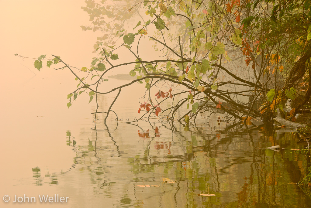 Foliage on a foggy fall morning on the Great Miami River