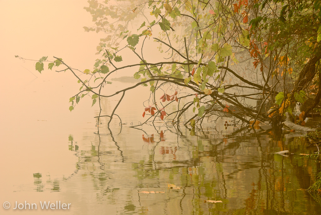 Foliage on a foggy fall morning on the Great Miami River