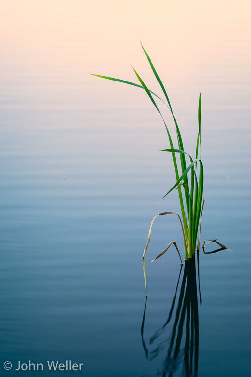 Reed on a summer evening at VOA Park.