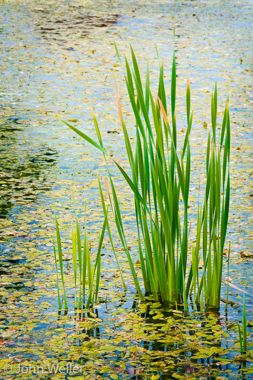 Reeds growing in a small pond in Butler County, Ohio.