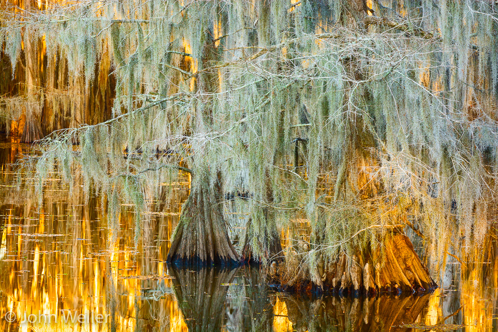 Cypress trees at Caddo State Park.