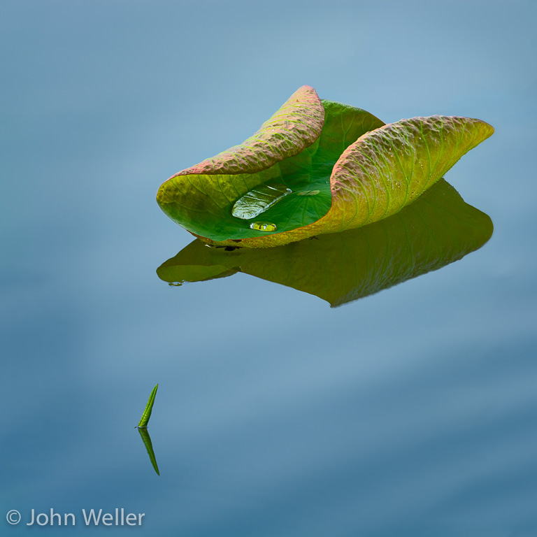 A lily at Caeser's Creek State Park.