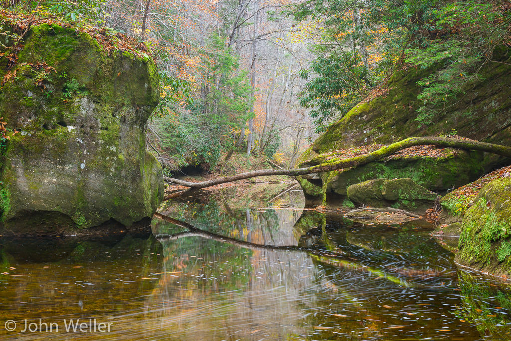 Fallen tree across a stream in Red River Gorge, Kentucky.