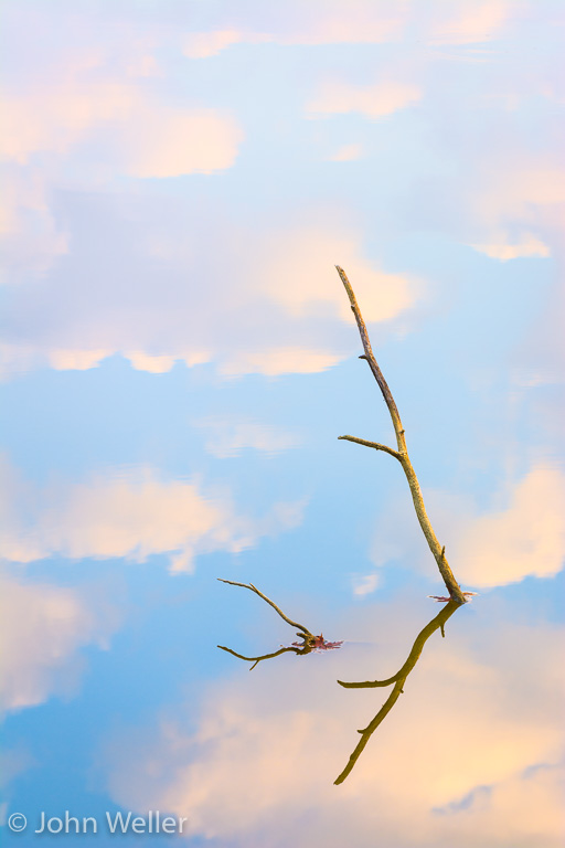 Branch protruding from the water's surface at the Oxbow Wetlands.