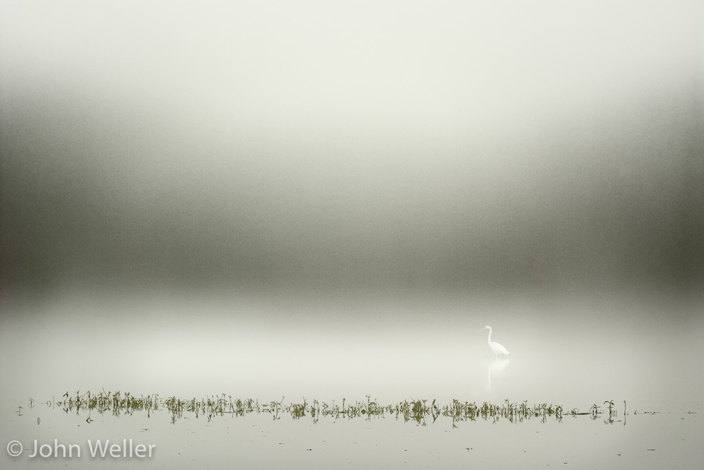 An egret on a foggy morning at the Oxbow Nature Conservancy.
