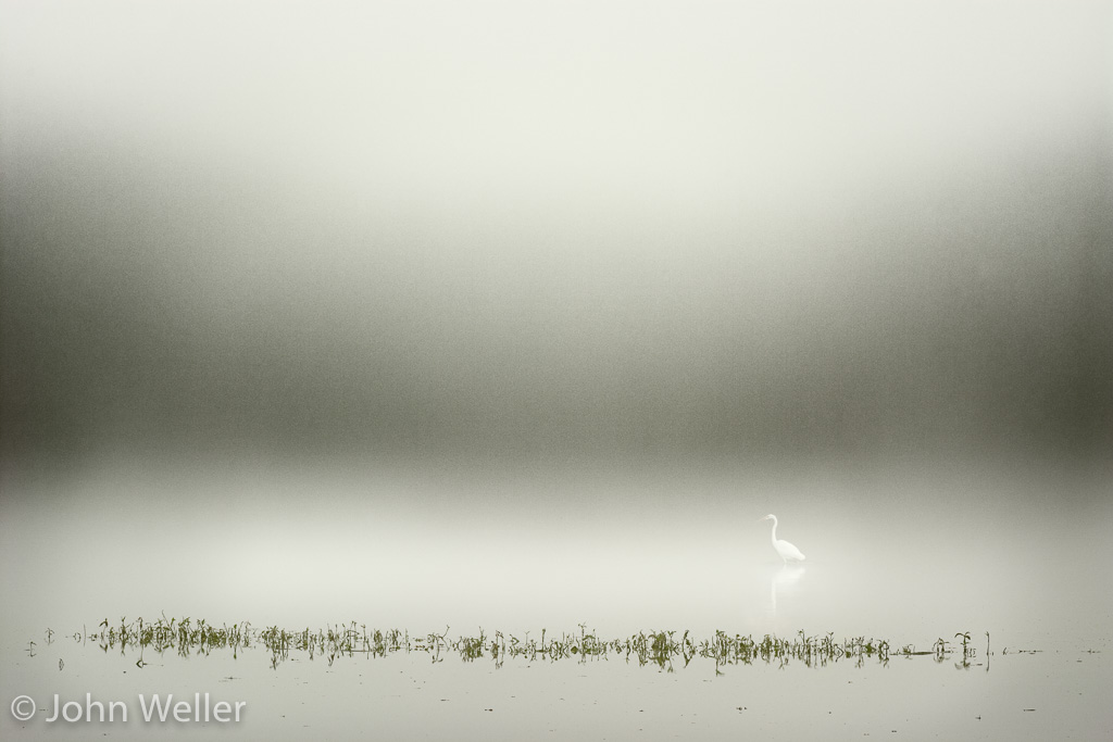 An egret on a foggy morning at the Oxbow Nature Conservancy.