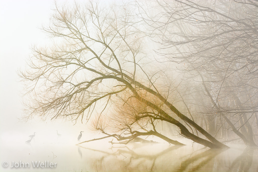 Foggy morning at the Oxbow Nature Conservancy.