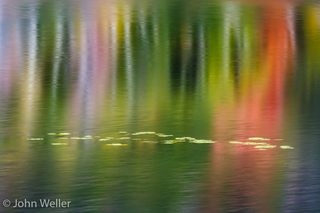 Lilies in Beaver Dam Pond in Acadia National Park.